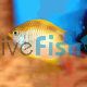 Lemon Ternate Damselfish - Medium