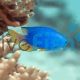 Neon Blue Damselfish - Pomacentrus coelestis