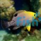 DAMSELFISH - TALBOT'S 