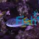 Damselfish Coral 