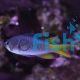 Damselfish Coral