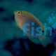 Damselfish Speckled - 