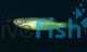 Gold Striped Blue Danio 3.5cm