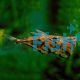 Dark Marble Hatchet Fish Vesca