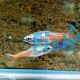 Diamond Neon Tetra 3cm