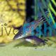 Flagtail Dianema Catfish