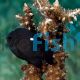 Damselfish Domino 