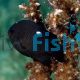 Domino Damselfish - Dascyllus trimaculatus