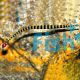 Ringed Pipefish 