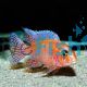 Dragon Blood Cichlid