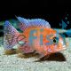 Dragon Blood Cichlid 10cm