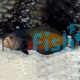 Dragon Wrasse