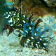 Dragon Wrasse - Medium Juvenile