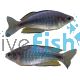 Duboulay's Rainbow-Blue Kangaroo CK 5cm