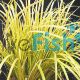 Dwarf Gold Rush Bunch 