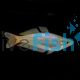 Eastern Rainbow - Davie's Creek - Melanotaenia splend splendida 