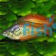 Eastern Rainbow - Deep Water Creek 4.5cm