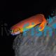Midas Blenny - Medium