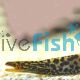 Freshwater Moray Eel 