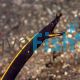 Eel - Ribbon Black Juvenile - Medium
