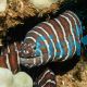 Eel Zebra Moray