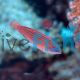 Eight Line Wrasse 