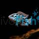 Electric Blue Jack Dempsey 