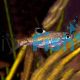 Emerald Eye Rasbora 1