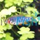 Emerald Dwarf Rasbora