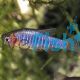 Emerald Dwarf Rasbora