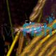 Emerald Eye Rasbora