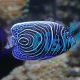 Emperor Angelfish - Medium Juvenile