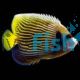 Emperor Angelfish