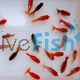 Assorted Fantails
