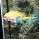 Female Anthias - Square-spot