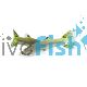 Female Cobra Green Guppy