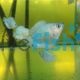 Female Coral Blue Dwarf Gourami 