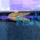 Female Dwarf Panda Blue Guppy 