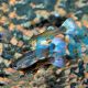 Female Neon Blue Guppy