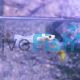 Female Platinum Guppy