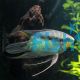 Festivum Cichlid - Peru