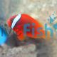 Fire Clownfish Tomato 