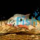 Firemouth Cichlid 