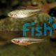 Firetail Gudgeon