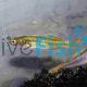 Live Feeder - Gudgeon