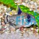 Flag Tailed Panda Cory 