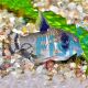 Corydoras oiapoquensis