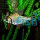 Flagtail Prochilodus Red Finned 