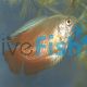 Male Flame Dwarf Gourami