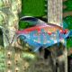 Flameback Bleeding Heart Tetra 3.5cm